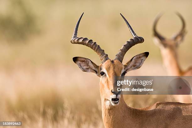 männliche impala (aepyceros melampus - kruger national park stock-fotos und bilder