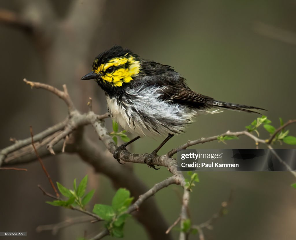 Golden Cheeked Warbler