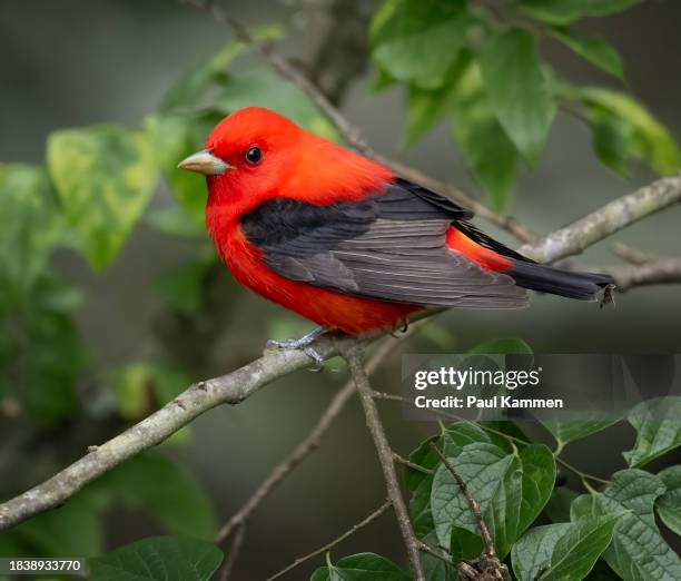 218 Scarlet Tanager Stock Photos, High-Res Pictures, and Images