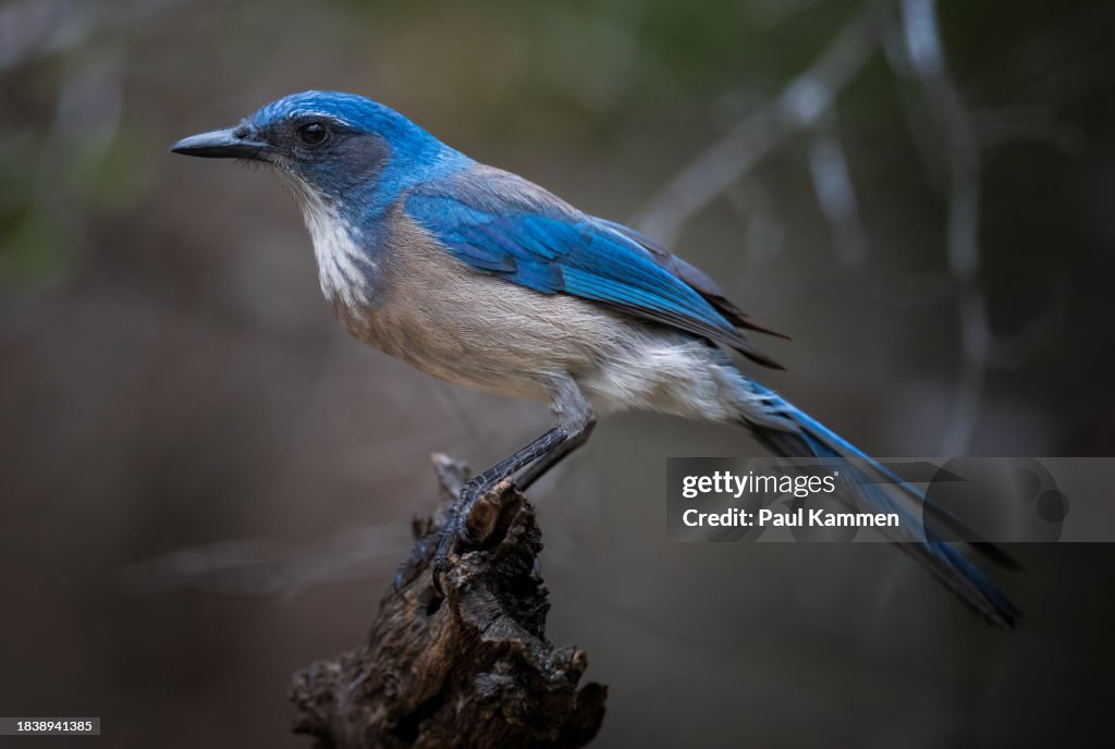 Woodhouse Scrub Jay