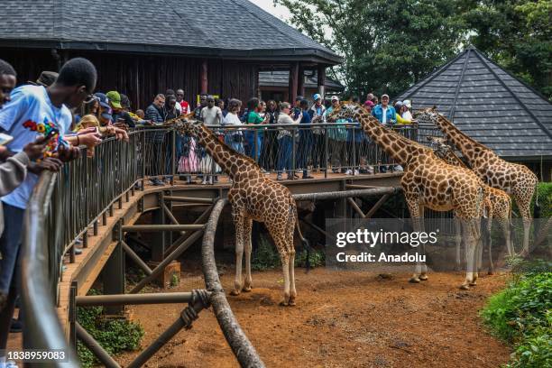 View of the African Fund for Endangered Wildlife Giraffe Centre - locally referred to as The Giraffe Centre, in Nairobi, Kenya on December 10, 2023....