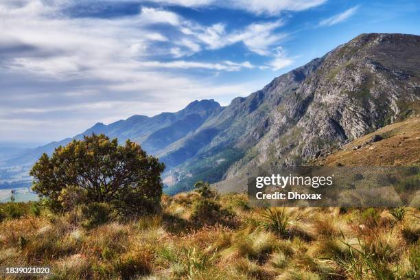 flowers, plant and trees - table mountain south africa stock pictures, royalty-free photos & images