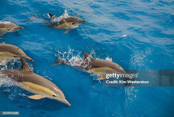 five dolphins surfacing at speed - westerskov stock pictures, royalty-free photos & images