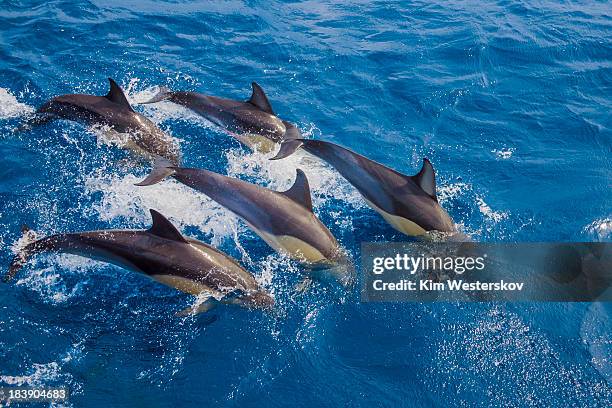 five dolphins re-entering water together - westerskov stock pictures, royalty-free photos & images