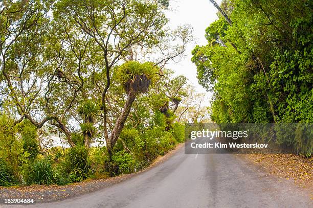 tree-lined road, opoutere - westerskov stock pictures, royalty-free photos & images