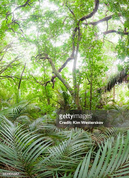 misty sunlight, lowland rainforest - westerskov stock pictures, royalty-free photos & images