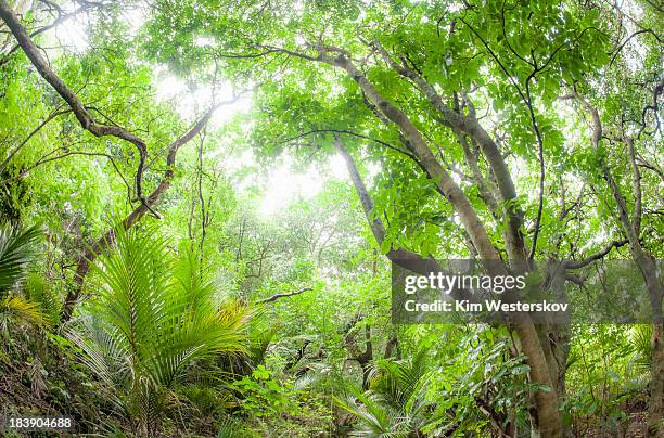 misty sunlight, lowland rainforest - westerskov stock pictures, royalty-free photos & images