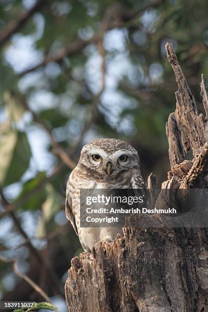 spotted owlet - spotted owl bildbanksfoton och bilder