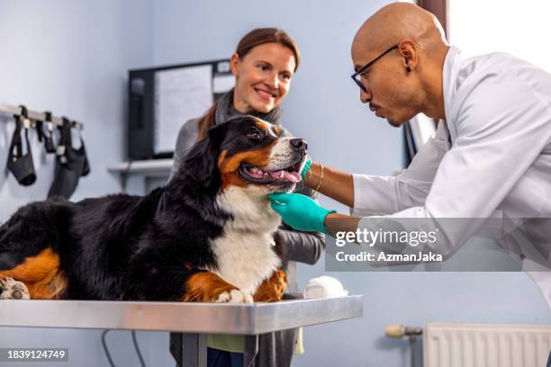 hermoso perro de montaña bernés disfrutando en el veterinario - clínica veterinaria fotografías e imágenes de stock
