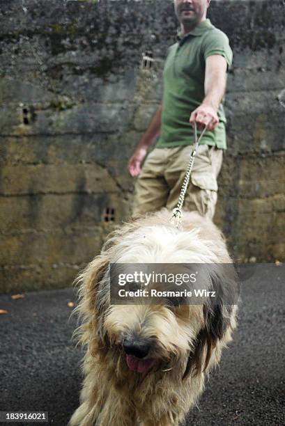 walking bergamasco sheepdog - bergamasco sheepdog stock pictures, royalty-free photos & images