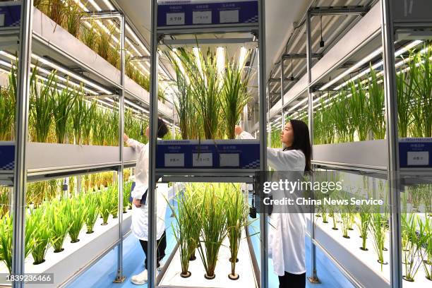 Chinese researchers check the operation of world's first 20-story unmanned vertical veggie farm on December 7, 2023 in Chengdu, Sichuan Province of...