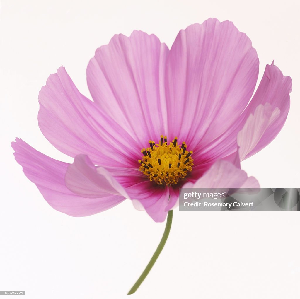 Dainty pink cosmos flower in close-up on white