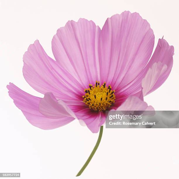 dainty pink cosmos flower in close-up on white - rosenskära bildbanksfoton och bilder