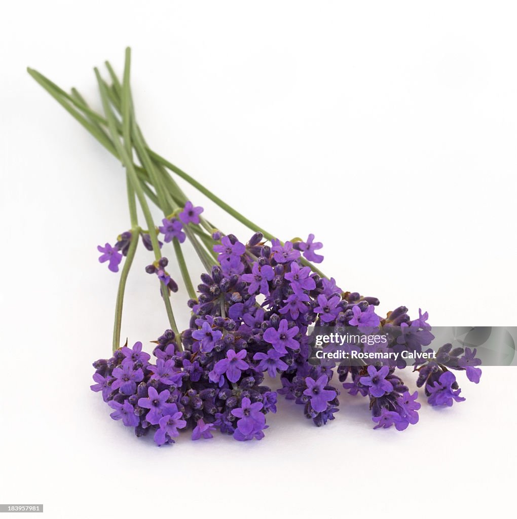 Fragrant lavender flowers freshly picked