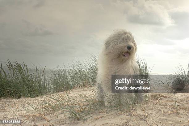 sophie - old english sheepdog stock pictures, royalty-free photos & images