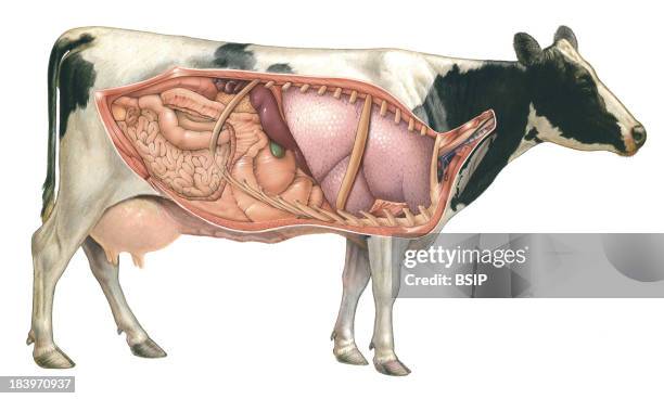 Cow Anatomy, Drawing.