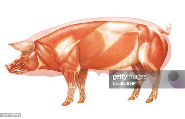 Pig Reference 35 Muscular Pig Stock Photos, High-Res Pictures, and Images - Getty Images