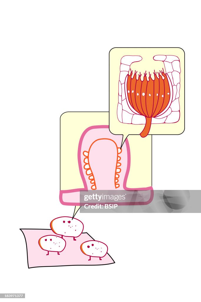 Lingual Papillae, Illustration