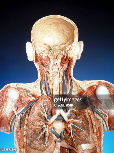 Anatomy, Back View Of The Digestive Track And Respiratory Apparatus With Bifurcation Of The Trachea.
