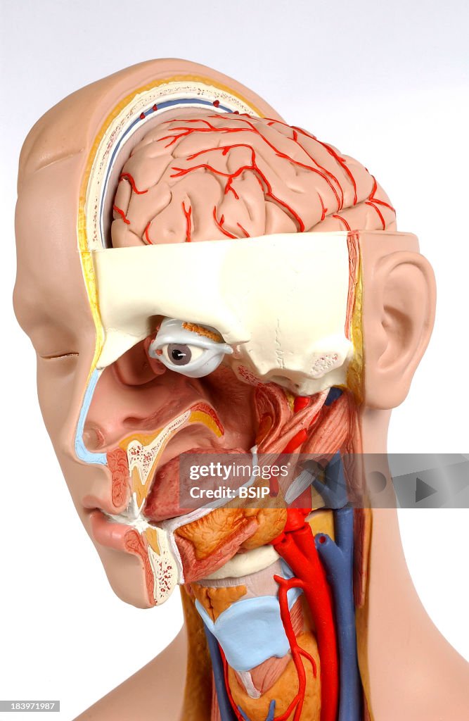 Anatomy, Head