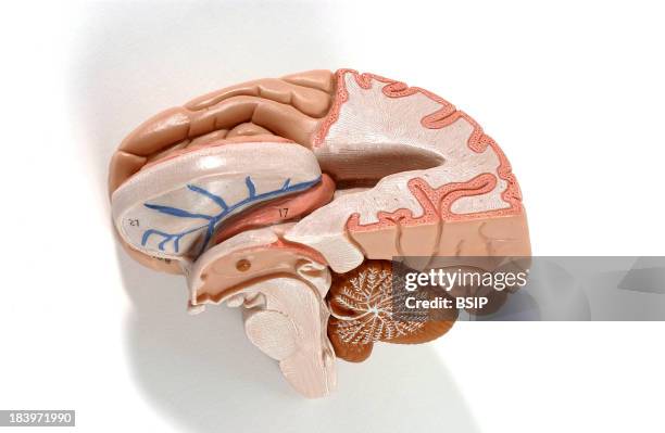Anatomy Of The Brain.