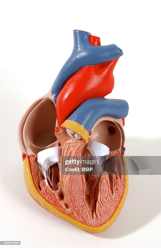 Heart, Anatomy