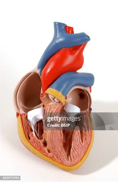 Heart, Anatomy.