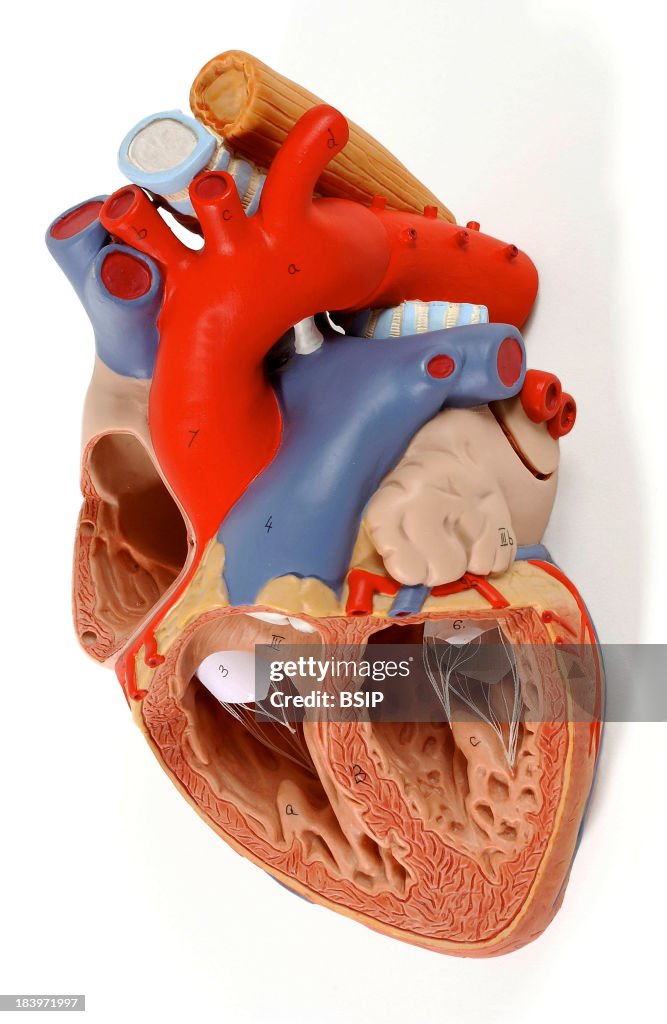 Heart, Anatomy
