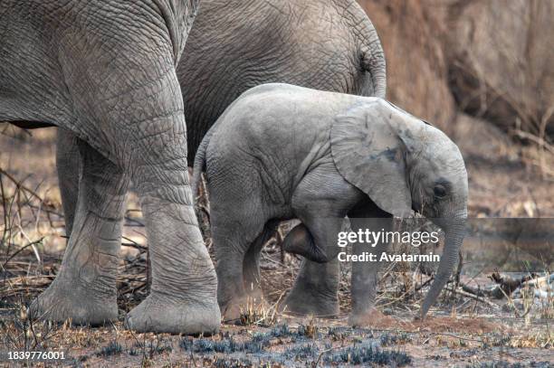 elephants in serengeti national park in tanzania - africa - arusha stock pictures, royalty-free photos & images