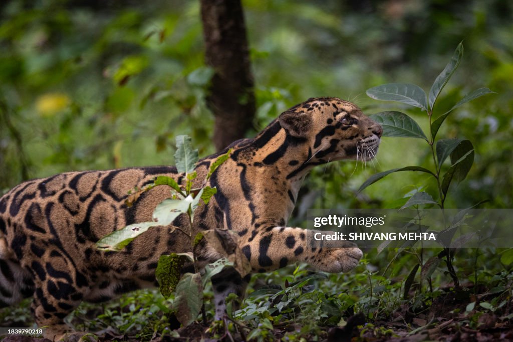 Clouded leopard (Neofelis nebulosa) of India