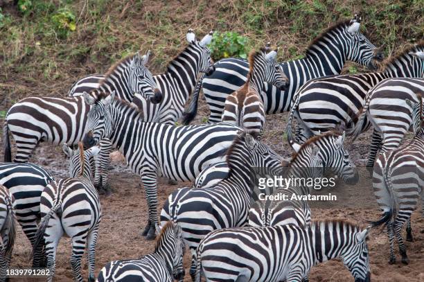 the great migration - river mara stock pictures, royalty-free photos & images