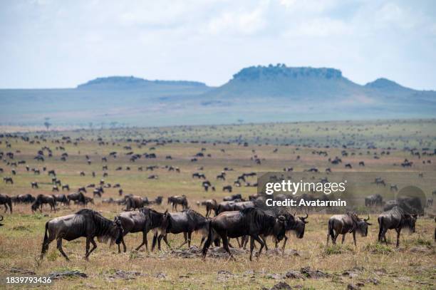 the great migration - serengeti-national-park stock-fotos und bilder