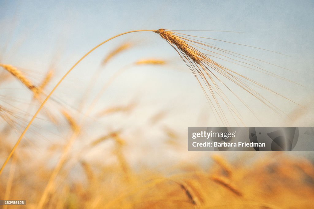 Waving wheat