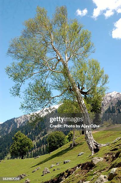 the himalayan birch - himalayan birch stock pictures, royalty-free photos & images