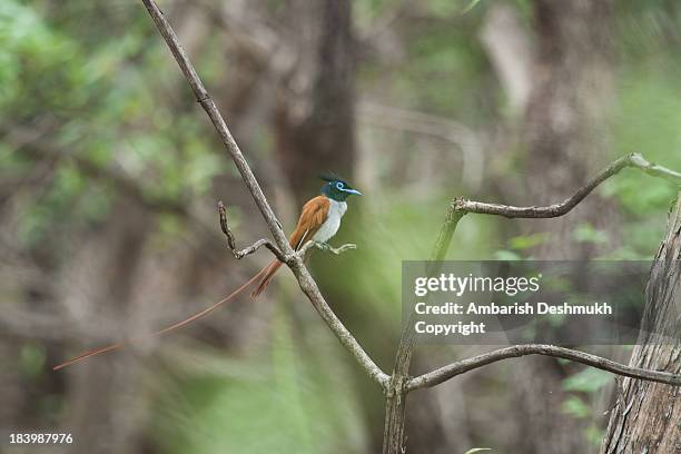 asian paradise flycatcher - eutrichomyias rowleyi stock pictures, royalty-free photos & images