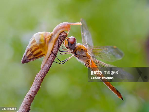 snail and dragon fly - animals fighting stock pictures, royalty-free photos & images