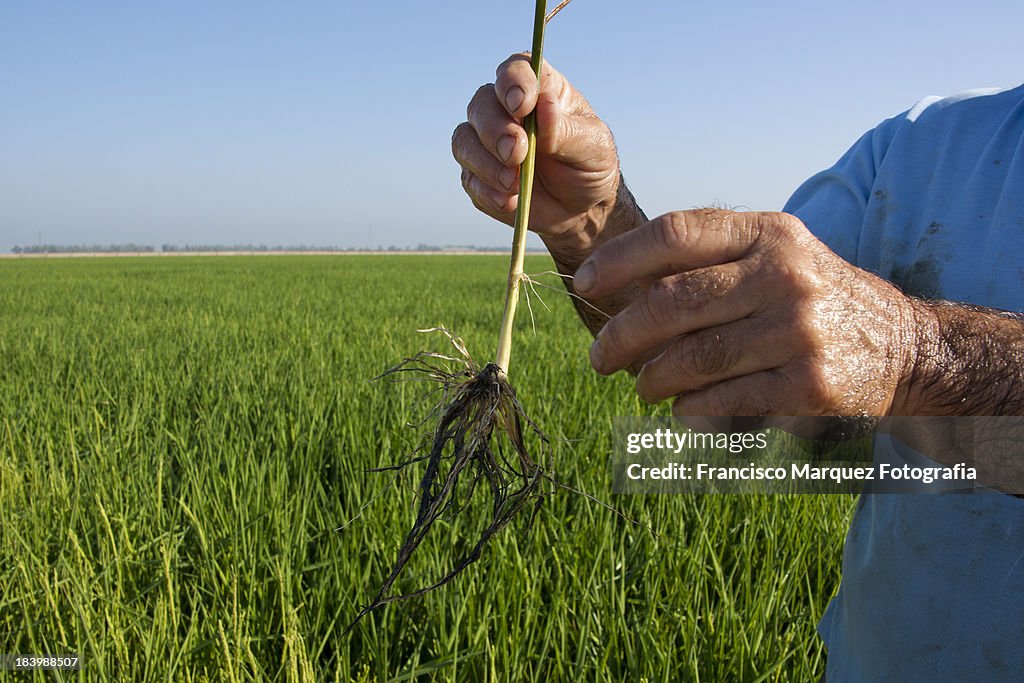 Hands and roots