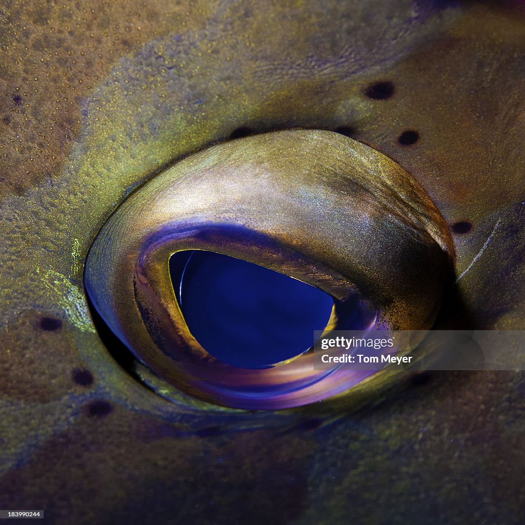 Grouper eye