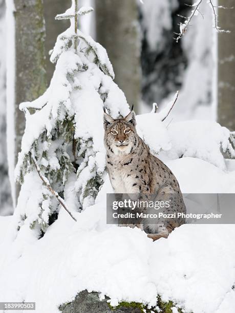 bayerischer - luchs stock-fotos und bilder