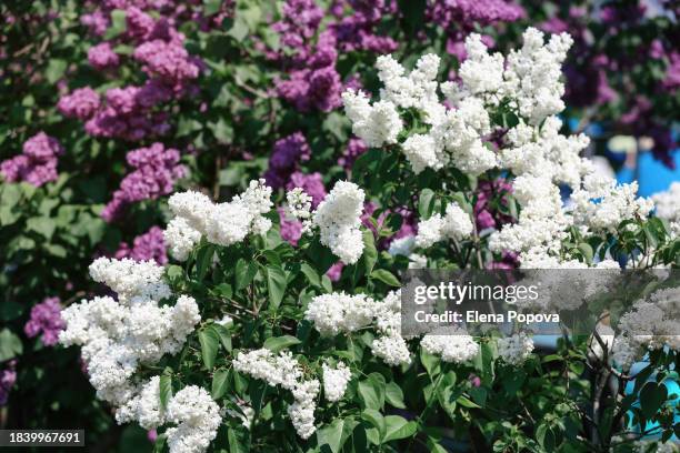 blossom white and violet lilac flowers against blurred greenery background. syringa vulgaris - white lilac stock pictures, royalty-free photos & images