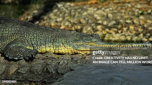 a crocodile ( gharial ) is warming up in sun - gharial stock pictures, royalty-free photos & images
