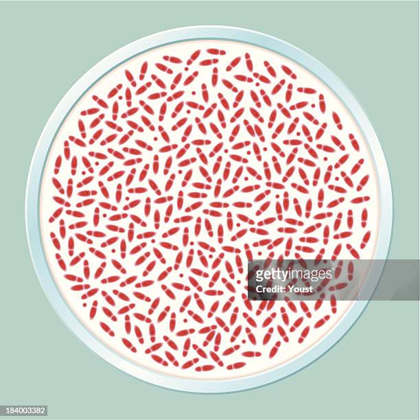 Pathogenic Bacteria Culture High-Res Vector Graphic - Getty Images
