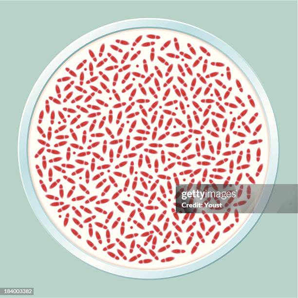 Pathogenic Bacteria Culture High-Res Vector Graphic - Getty Images Pathogenic Bacteria Culture High-Res Vector Graphic - Getty Images