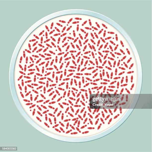 pathogenic bacteria culture - small beginnings stock illustrations