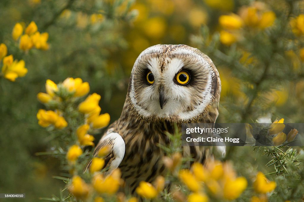 Short eared owl