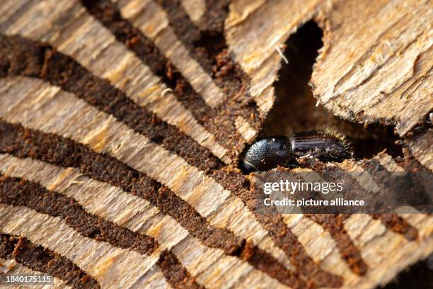 December 2023, Thuringia, Erfurt: A bark beetle is stuck in the bark of an infested spruce on a damaged area at the Thuringian Forestry Office in...