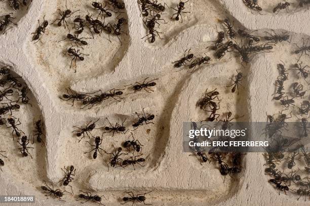Giant ants are pictured at the "Palais de la Decouverte" on October 10, 2013 in Paris. The exhibition "Mille milliards de fourmis" will run from...