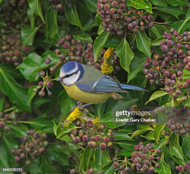 blue tit [cyanistes caeruleus] - ivy stock pictures, royalty-free photos & images