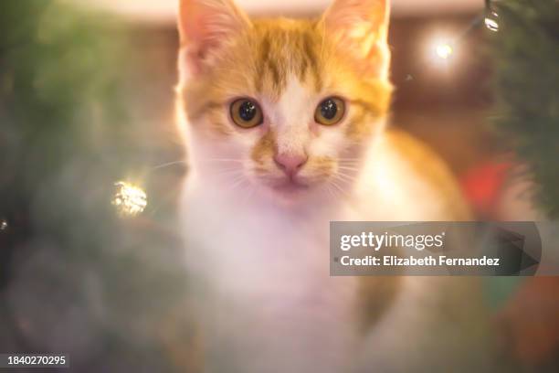 cute kitty under festive christmas tree - cat white background stock-fotos und bilder