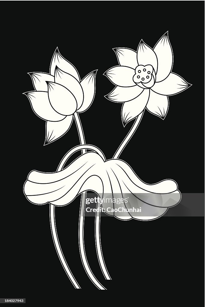 Flor de loto